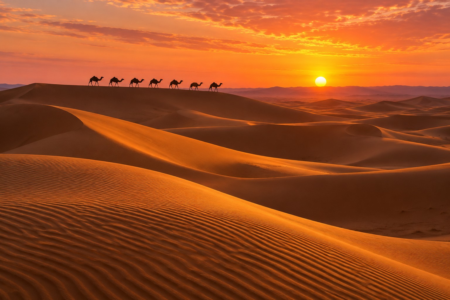 Caravane de dromadaires · dunes du Sahara au coucher du soleil